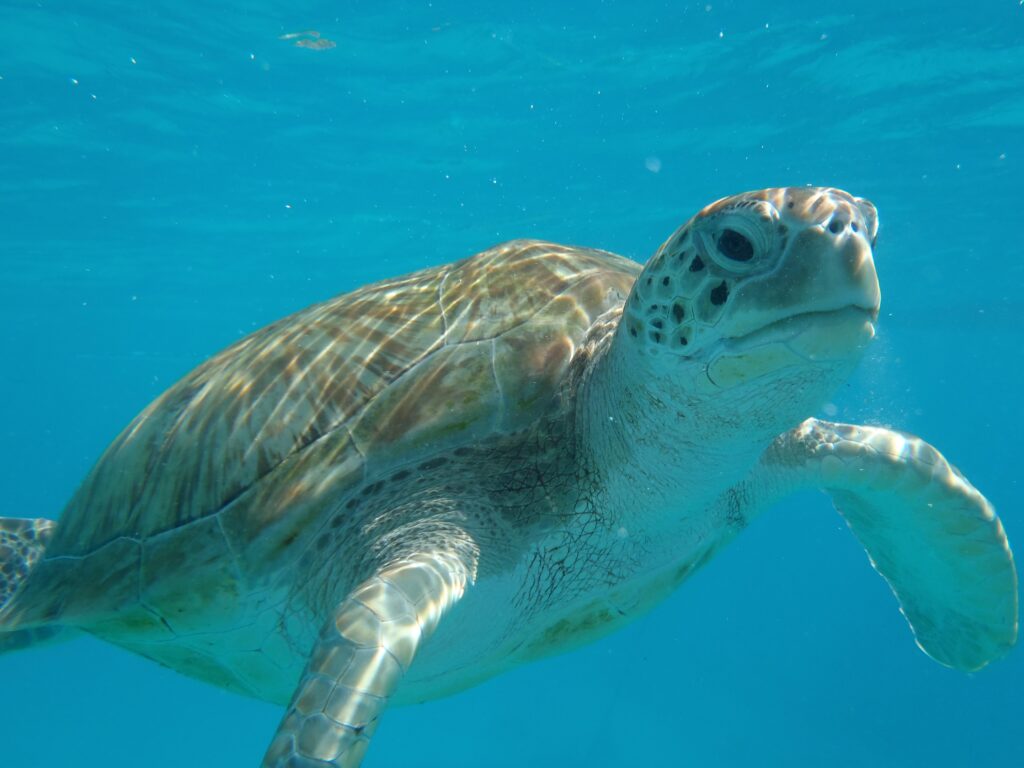 Snorkel with Turtles in Barbados